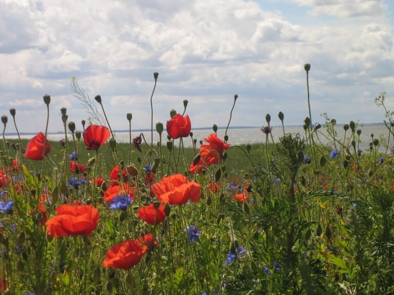 Zur Veranstaltung „Online-Workshop "ÖkoFaire Gemeinde werden"“