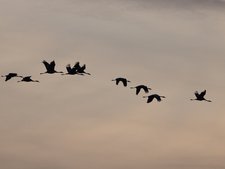 Zur Veranstaltung „Gemeinsam sind wir sicher - Die Rast der Zugvögel“
