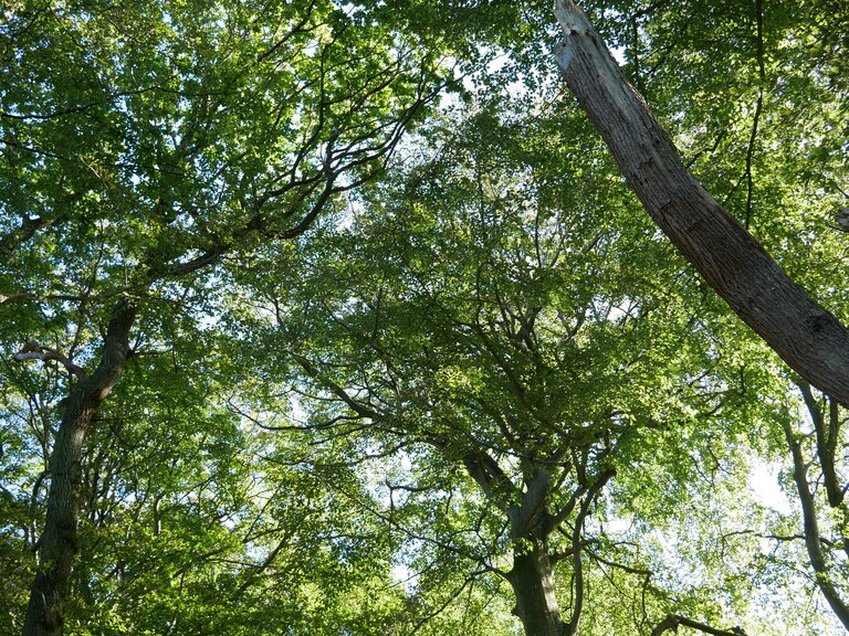 Zur Veranstaltung „Kirche der Wildnis - naturverbunden und heilig“